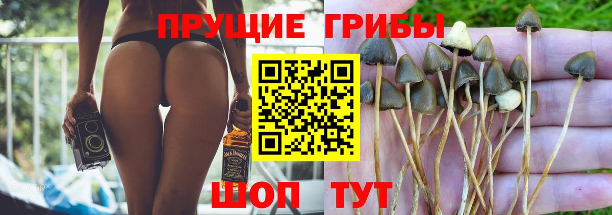 Псилоцибиновые грибы прущие грибы Электрогорск